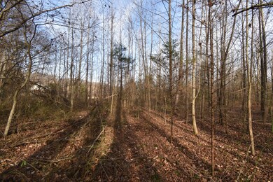 824 Buffalo Bottom Rd, Linden, TN 37096 - photo 6