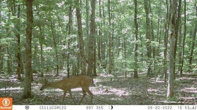 It's a deer!