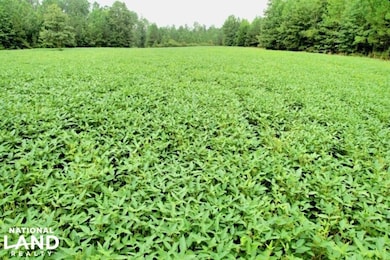 0 Reedy Branch Rd, Hamilton, AL 35570 - photo 5