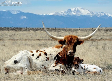 GRAZING TEXAS LONGHORN CATTLE.