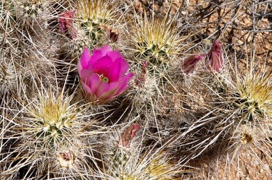 DesertLandscape
