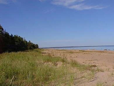 beach weeds2 .jpg