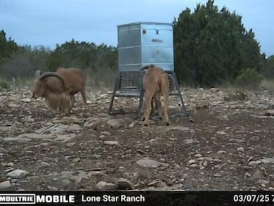 White Mountain Rd, Rocksprings, TX 78880 - photo 5