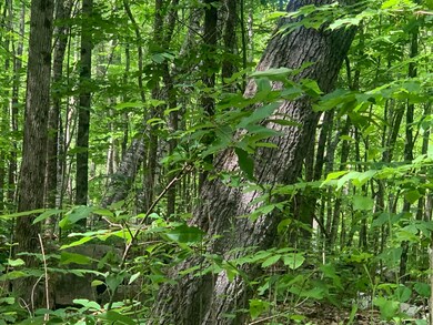 0 Rocky Dundee Rd unit 1535523, Newfield, ME 04095 - photo 2