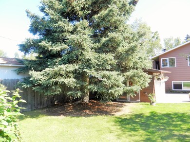 Back Yard - Spruce