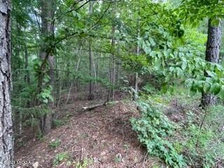 woods