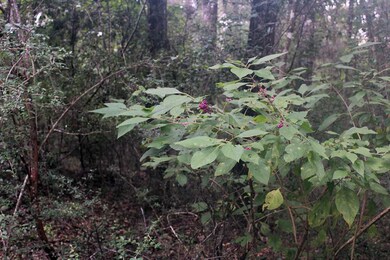 0 Arikara Dr unit 3 287846, Crawfordville, FL 32327 - photo 5