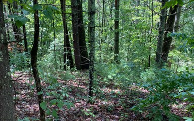 Additional View