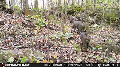 Lot 8 Junaluska Dr, Jamestown, TN 38556 - photo 7