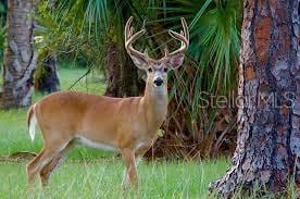 Plenty of Wildlife in the area.