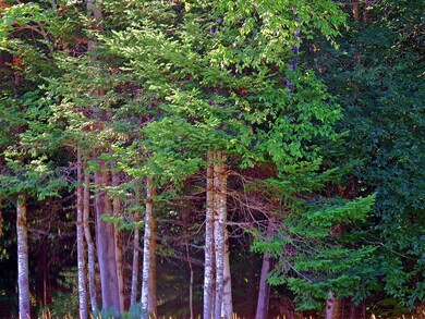 wooded-land-merrill-me-dunn