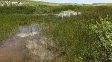 Tadpoles are growing and wildlife enjoys the drinking water.