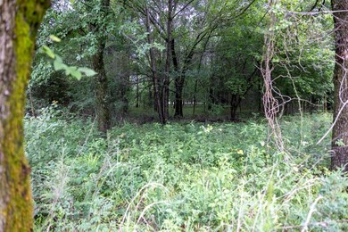 View of woods