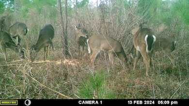 xxxx Lot 1 Solomon Dairy Rd, Quincy, FL 32351 - photo 3