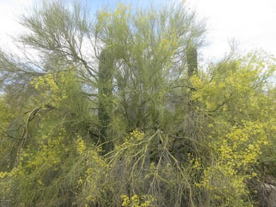 More palo verde trees and SAGUAROS!