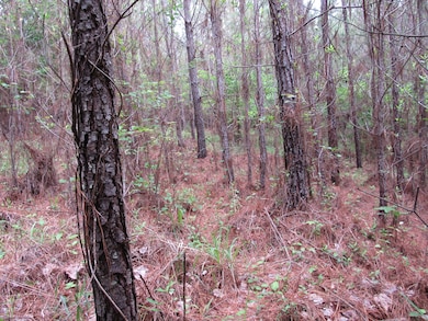 00 Butler Branch Rd, Arley, AL 35541 - photo 4