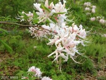 1336 Baltimore Rd, Shippensburg, PA 17257 - photo 3