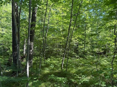 Lot 27 Azalea Ln, Frost Township, MI 48625 - photo 3