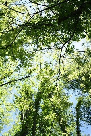 TBD Seay Rd, Lower Hominy, NC 28715 - photo 7