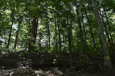Cannon Hollow Rd unit LotWP001, Bronston, KY 42518 - photo 2