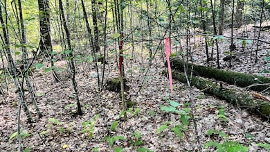 8 Hemlock Rd, Tyringham, MA 01264 - photo 6