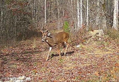 0 Junaluska Dr unit 1299475, Jamestown, TN 38556 - photo 7