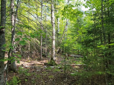 View of wooded area