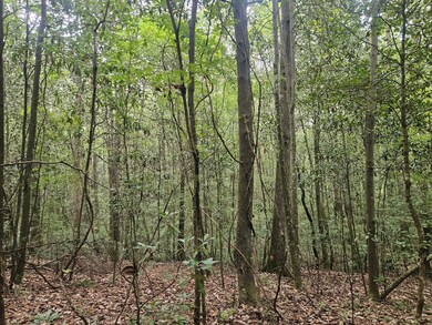 153-63 Houston Rd, Mount Olive, MS 39119 - photo 3