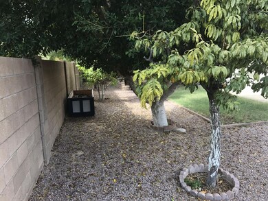 Back yard