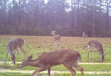 +/- 61.8 U S 59, Nacogdoches, TX 75965 - photo 2