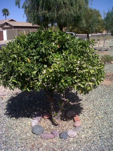 citrus tree