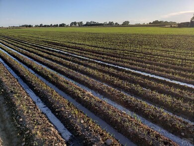 Irrigated Oats