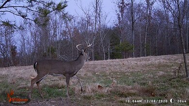 87 New Era Bluff Rd, Linden, TN 37096 - photo 7