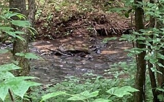 00 Cajun Ln - Lot 232, Ellijay, GA 30540 - photo 3