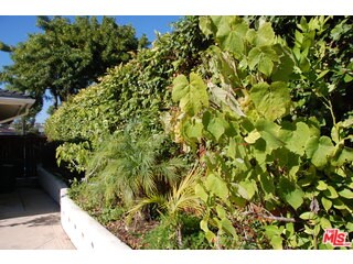 side with grape vines and figs