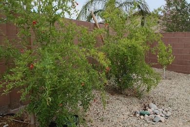 Fruit Producing Trees!