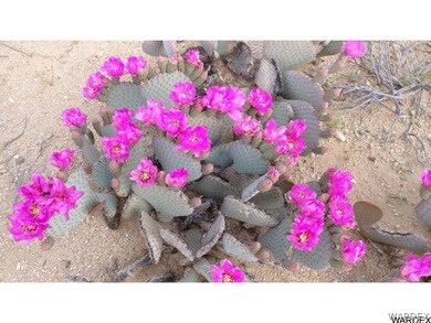 Desert Flora
