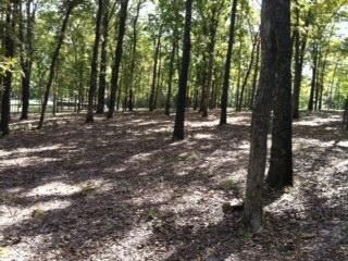 0 Breezy Point Ln, Ruth B Rural Township, MO 65686 - photo 2