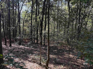 View of local wilderness