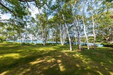Back yard Birch grove, trail to...