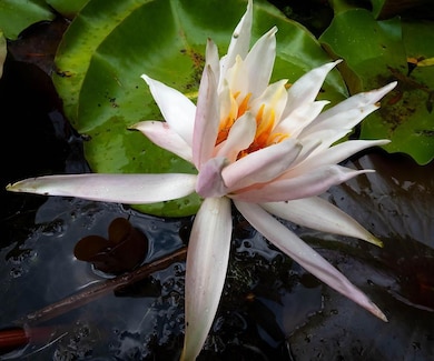 Water Lilly_Gosnell Preserve