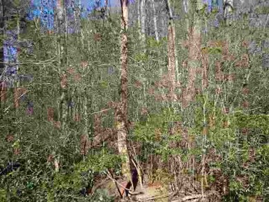 00 Crenshaw St unit & Greenville Street, Pendleton, SC 29670 - photo 5