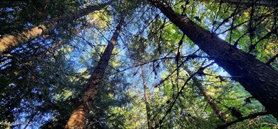 0 Alder Way unit 23-8799, St. Maries, ID 83861 - photo 6