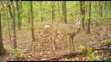 0 Tbd Raven Rd unit Lot WP001, Granby, MO 64844 - photo 3