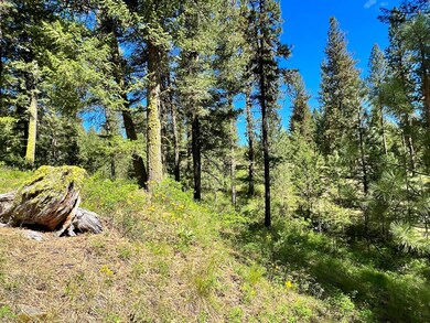 Wildflowers Abound