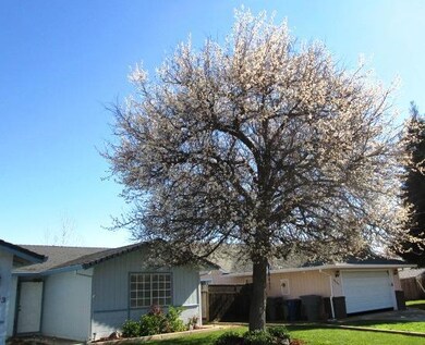 front with tree