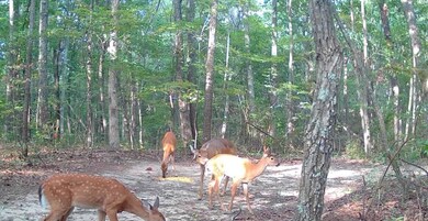 0 Valley View Drive Lot 34, Altamont, TN 37301 - photo 6