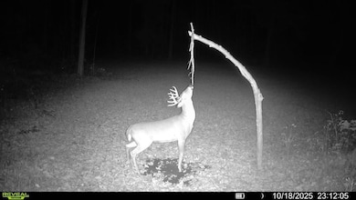 Off Grass Creek Ln, Athens, WI 54411 - photo 4