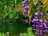 White water, river photographer Gina Cook