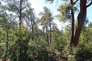 Lots of Privacy Trees